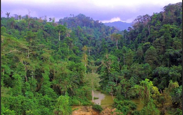 Atewa Forest