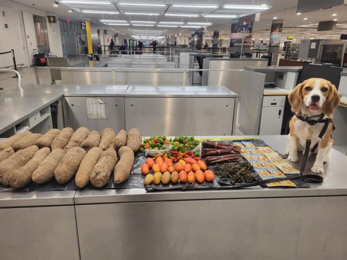 K9 dog sniffs out 72lbs of prohibited yams, vegetables from Ghana at JFK airport